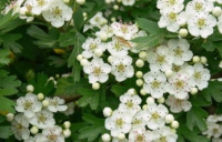 Aubépine- crataegus monogyna