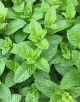 Menthe verte- mentha spicata