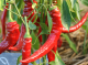 Piment doux en poudre- capsicum annuum - image 2