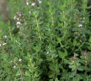 Thym citron- thymus citriodorus