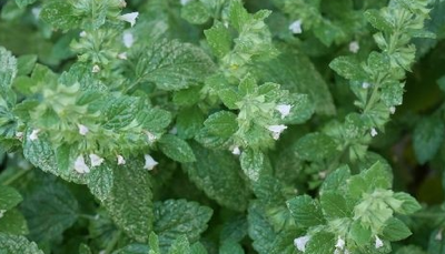 Mélisse- melissa officinalis