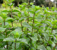 Menthe poivrée - mentha x piperita