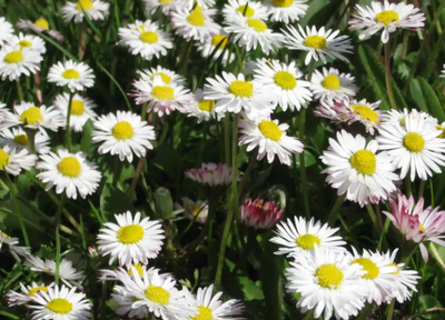 Pâquerette- bellis perennis