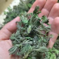 Jeunes feuilles de ronces