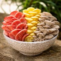 🌈 trio de pleurotes colorés 🍄‍🟫