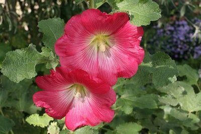Rose trémière (graines à semer)