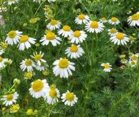 Camomille matricaire (graines à semer)