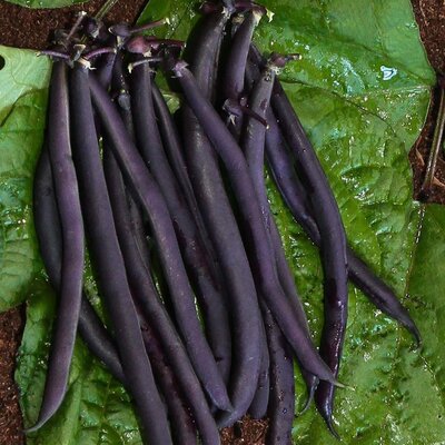 Haricot purple queen (graines à semer)