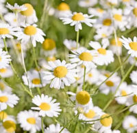 Camomille matricaire- matricaria chamomilla
