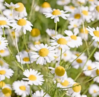 Camomille matricaire- matricaria chamomilla