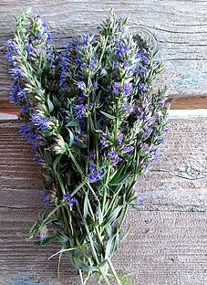 Hysope - hyssopus officinalis