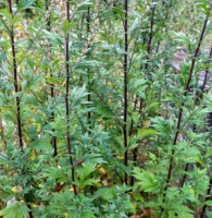 Armoise commune - artemisia vulgaris
