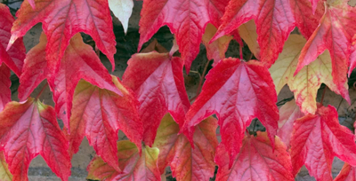 Vigne rouge- vitis vinifera