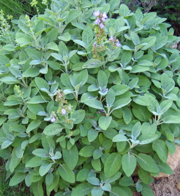 Sauge- salvia officinalis