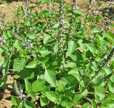 Basilic sacré - tulsi - ocimum sanctum