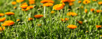 Calendula- calendula officinalis