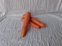Carotte