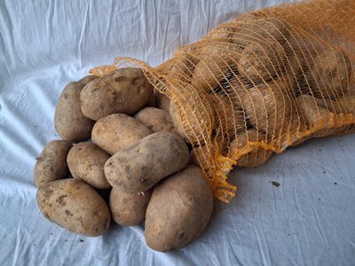 Pomme de terre nazca