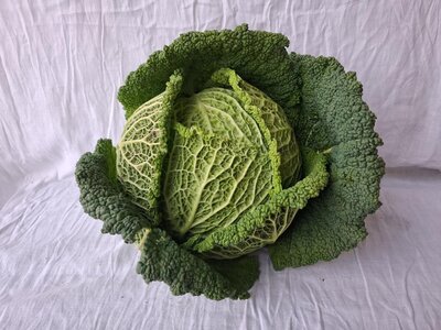 Chou frisé