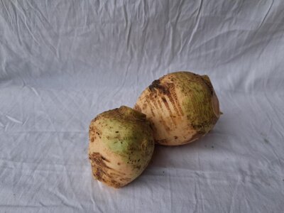 Rutabaga