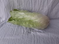 Chicorée pain de sucre