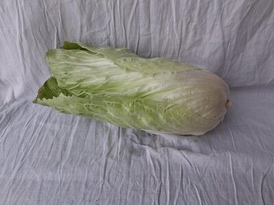 Chicorée pain de sucre