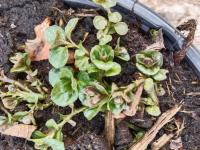 Menthe bergamote 0.5l
