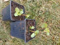 Cerfeuil tubéreux - 0.5 l