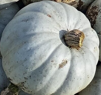 Potiron bleu de hongrie à la coupe