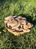 Pholiote du peuplier