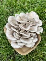 Pleurote gris / pleurote en huître