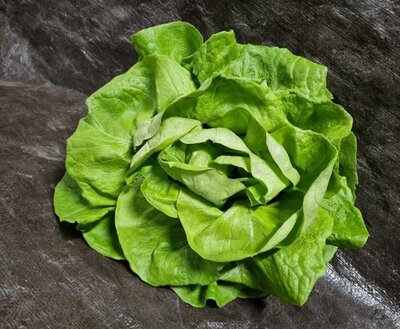 Salade laitue