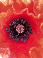 Coquelicot (graines à semer)