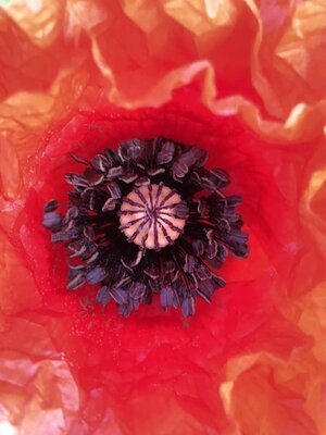 Coquelicot (graines à semer)