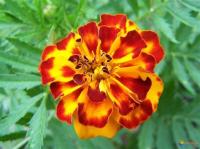 Oeillet d'inde (lunaire)