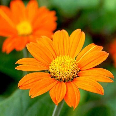 Tithonia soleil mexicain (graines à semer)