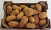 Pomme de terre à chair ferme bio