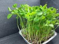 Micropousses de petit pois