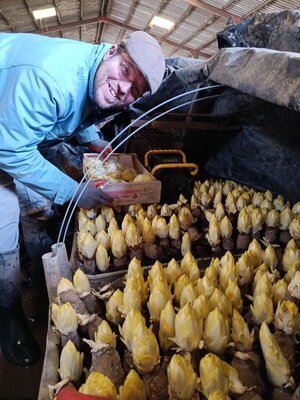 Endives de terre