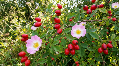 Eglantine sauvage - 250g