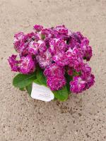 Primevere rose fleurs doubles