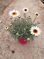 Anthémis blanc en pot de 2l