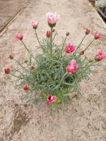 Anthémis rose en pot de 2l