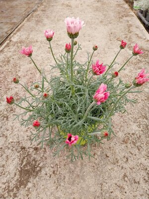 Anthémis rose en pot de 2l