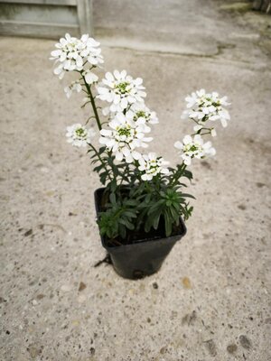 Iberis blanche pot 0.5l