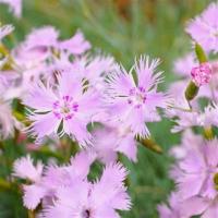 œillet mignardise rainbow loveliness (plant)
