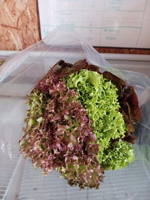 Trio de salades