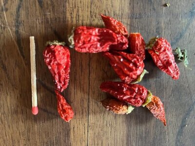 Piments forts (petite taille)