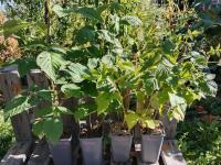 Framboisier non remontant esperanza 1.5l