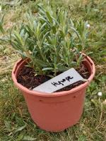 Hysope vivace officinale - 1l